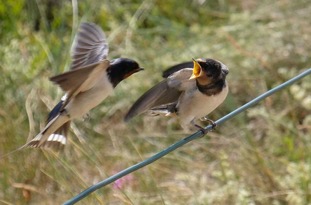 2019-Langenoog-Vogel.jpg