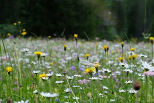 2021-Blumenwiese.jpg